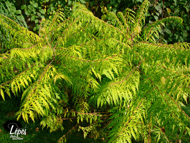 Rhus typhina   TIGER EYES = 'Bailtiger'
